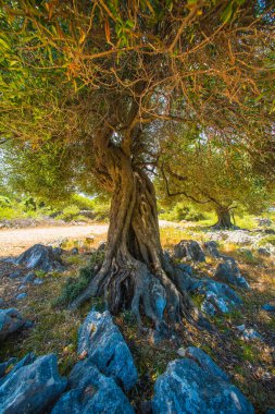 Zeytin ağaçları bahçesi, Akdeniz zeytinliği. Hırvatistan zeytinliği, Lun, Pag adası. - Görüntü
