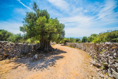 Zeytin ağaçları bahçesi, Akdeniz zeytinliği. Hırvatistan zeytinliği, Lun, Pag adası. - Görüntü