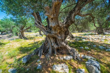 Zeytin ağaçları bahçesi, Akdeniz zeytinliği. Hırvatistan zeytinliği, Lun, Pag adası. - Görüntü