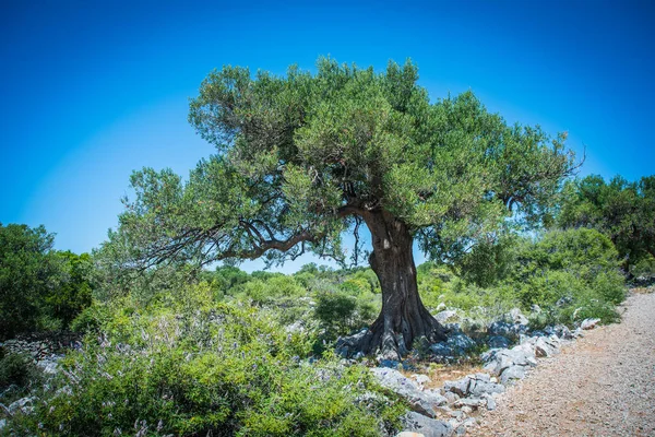橄榄园 地中海老橄榄园 克罗埃西亚橄榄园 帕格岛 — 图库照片
