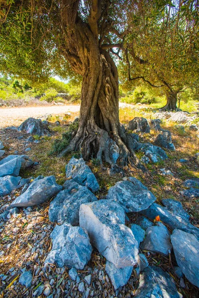 橄榄园 地中海老橄榄园 克罗埃西亚橄榄园 帕格岛 — 图库照片