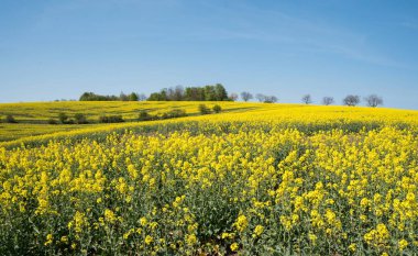 Koyu mavi gökyüzü ile sarı kolza tohumu tarlası