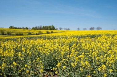Koyu mavi gökyüzü ile sarı kolza tohumu tarlası