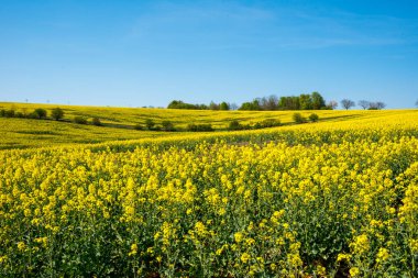 Koyu mavi gökyüzü ile sarı kolza tohumu tarlası