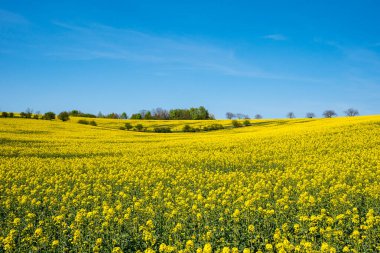 Koyu mavi gökyüzü ile sarı kolza tohumu tarlası