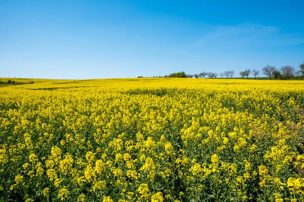 Campo Colza Giallo Con Cielo Blu Intenso — Foto Stock