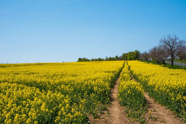 Campo Colza Giallo Con Cielo Blu Intenso — Foto Stock