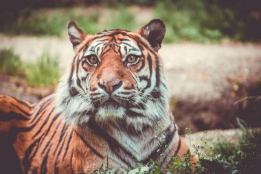 Sumatra kaplanı (Panthera tigris sumatrae) güzel bir hayvan ve onun portresi