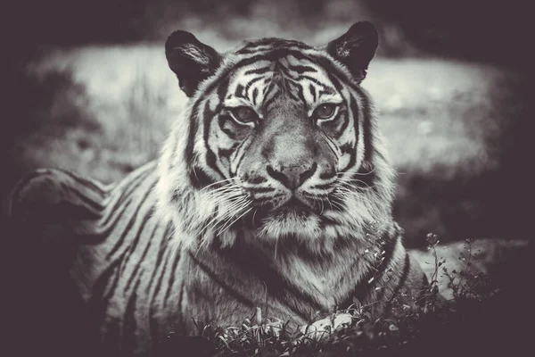 Суматранський Тигр Panthera Tigris Sumatrae Прекрасна Тварина Його Портрет — стокове фото