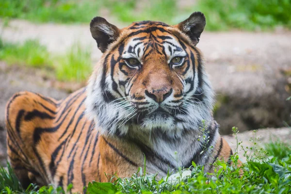 Sumatran Tiger Panthera Tigris Sumatrae Beautiful Animal His Portrait — Stock Photo, Image