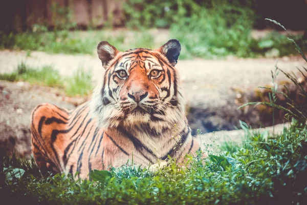 Sumatran Tiger Panthera Tigris Sumatrae Beautiful Animal His Portrait — Stock Photo, Image