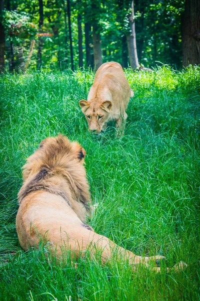 Pair Adult Lions Zoological Garden — Stock Photo, Image