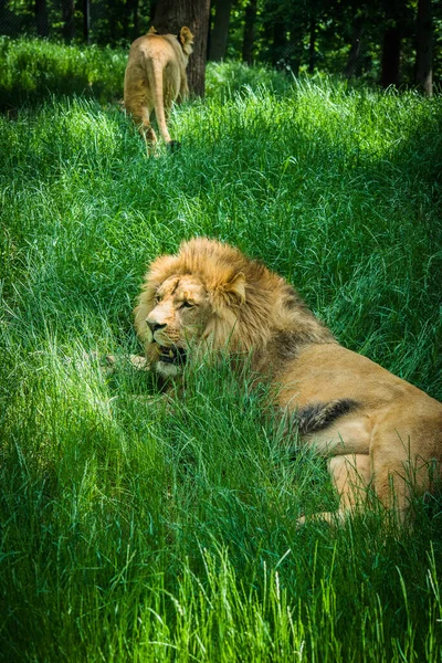 Pair Adult Lions Zoological Garden — Stock Photo, Image