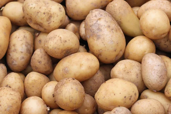 Большая белая картофельная куча — стоковое фото