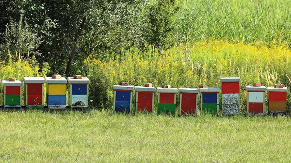 Padang rumput Bee pertanian — Stok Foto