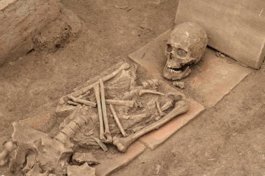 İnsan kemikleri iskelet