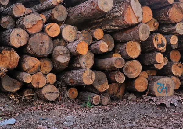 Klippa träd stockar högen — Stockfoto