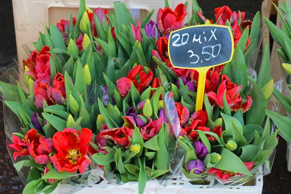 Colorful poppy flowers — Stock Photo, Image