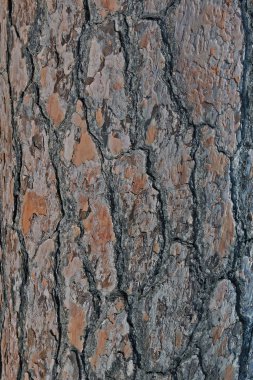Ağaç kabuğu dokusu