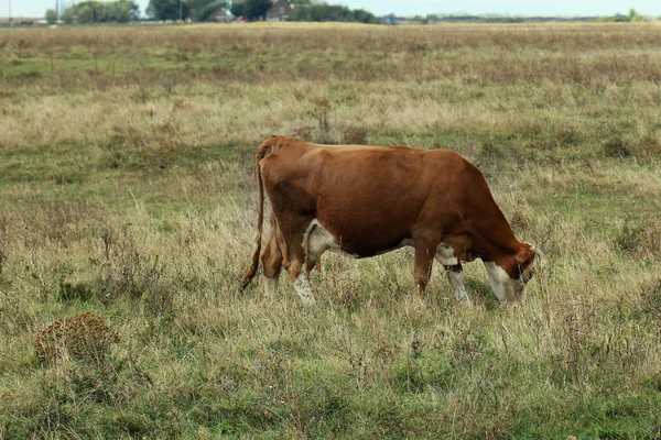 Césped doméstico de vaca — Foto de Stock