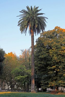palmiye ağacı Parkı
