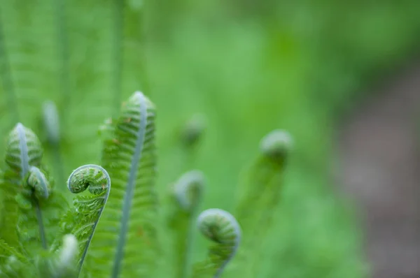 Młody zielony paproci — Zdjęcie stockowe