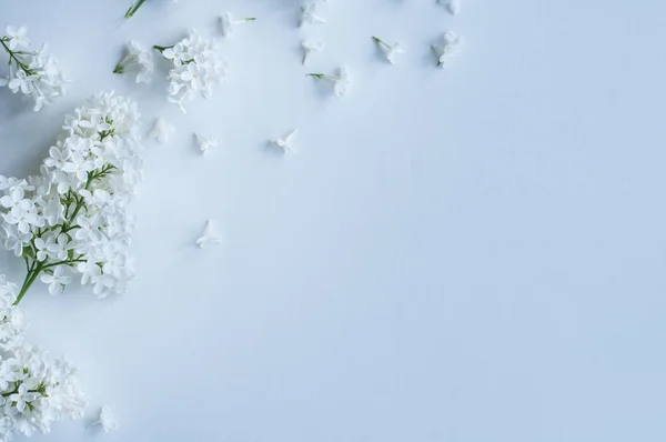 White lilac flowers — Stock Photo, Image