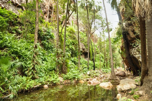 Floresta tropical com lago claro — Fotografia de Stock