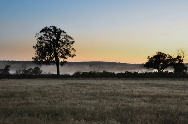 Foggy meadow during sunrise — Stock Photo, Image