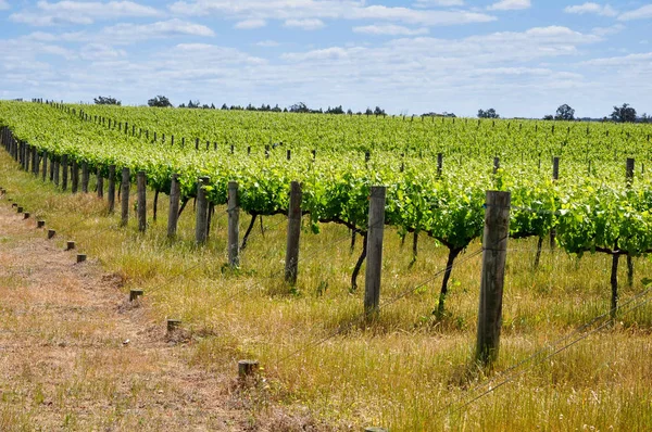 Grön vingård fältet — Stockfoto