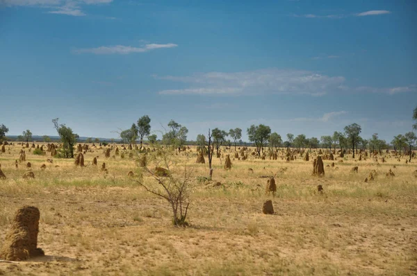 Viele Ameisenhaufen auf dem Feld — Stockfoto