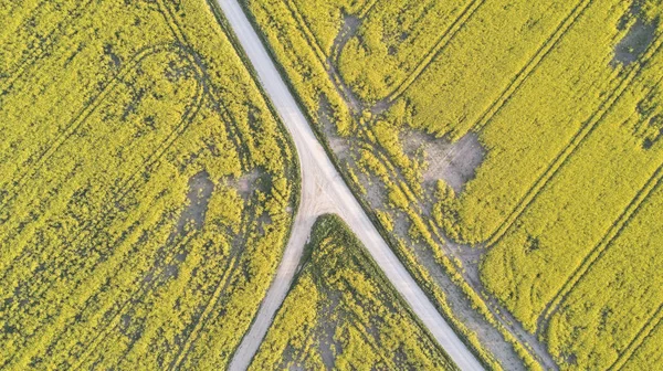 Blooming yellow field — Stock Photo, Image