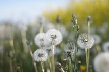 güzel beyaz blowballs