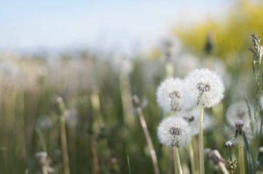 güzel beyaz blowballs