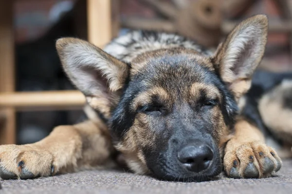 Sovande shepherd valp — Stockfoto