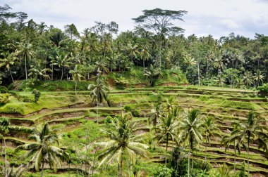 palmiye ağaçları ile çukur ödünç