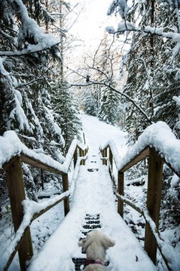 Ahşap merdiven üzerinde köpek duran