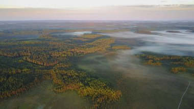 parça hiking ile çam ormanı 