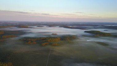 parça hiking ile çam ormanı 
