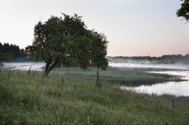 Forest yakınındaki sisli bataklık 