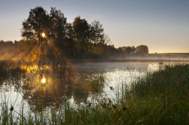 Forest yakınındaki sisli bataklık 