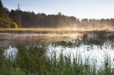 Forest yakınındaki sisli bataklık 