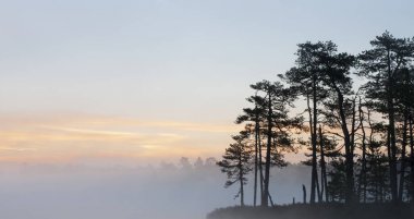 uçurumun üzerinde büyüyen çam ağaçları