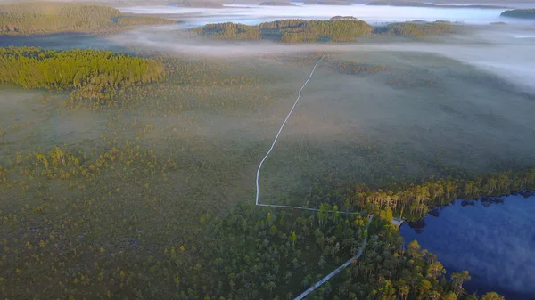 parça hiking ile çam ormanı 