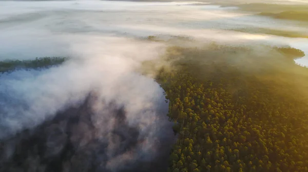 Naplemente alatt ködös erdő — Stock Fotó