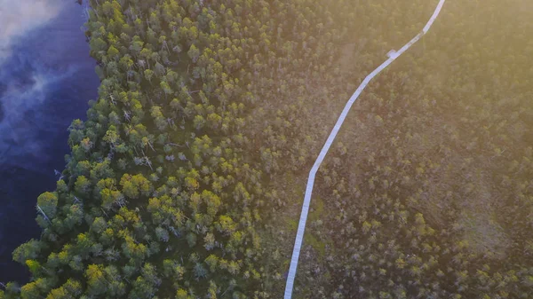 Pine forest with hiking track — Stock Photo, Image