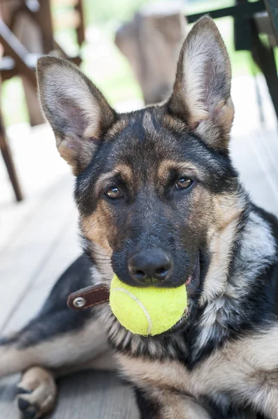 Alman çoban köpeği.