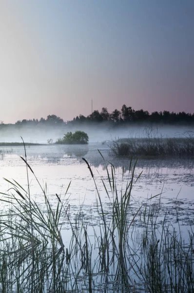 Forest yakınındaki sisli bataklık 