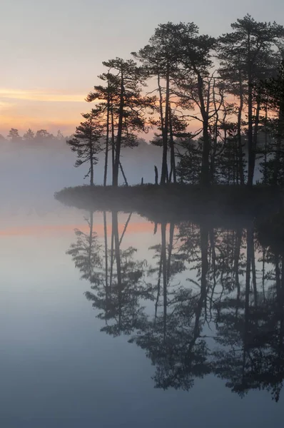 foggy lake near pine forest