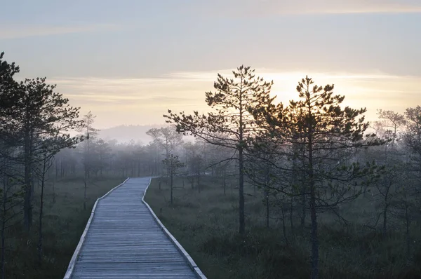 Houten wandelpad in bos — Stockfoto